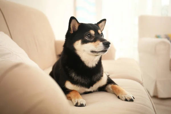 Cão bonito Shiba inu — Fotografia de Stock