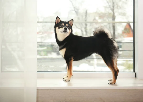 Carino Shiba inu cane — Foto Stock