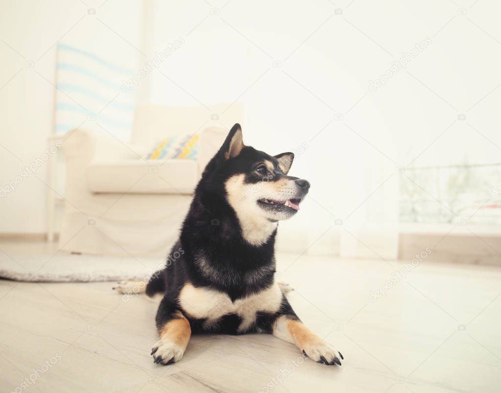 Cute Shiba inu dog
