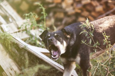 Köpek havlamaya outbred