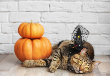 Cadı şapka ile tekir kedi