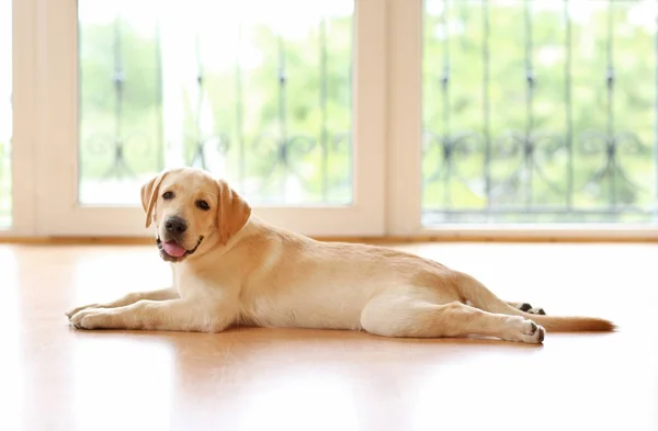 黄金のラブラドール犬 — ストック写真