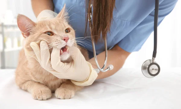 Vétérinaire examinant chat — Photo