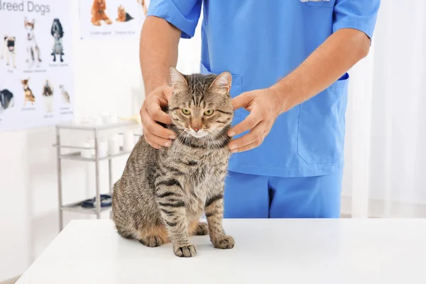 Слідчим кішка ветеринар — стокове фото
