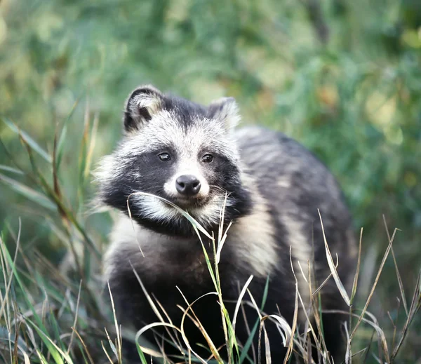 Cane procione carino — Foto Stock