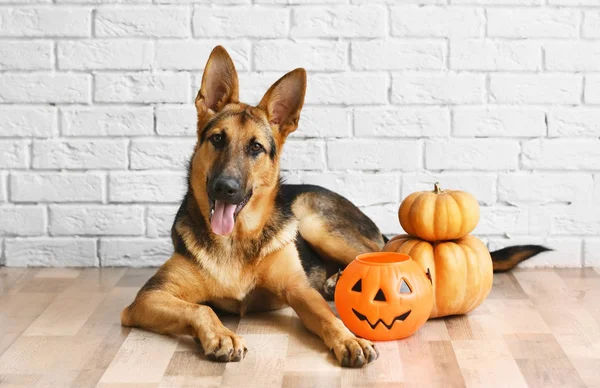 Vallhund med Halloween lykta — Stockfoto