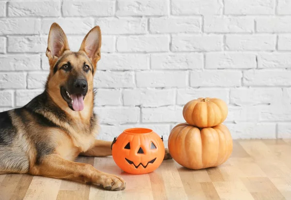 Shepherd dog with Halloween lantern — Stock Photo, Image