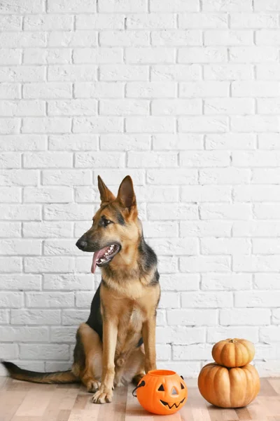 Shepherd dog with Halloween lantern — Stock Photo, Image