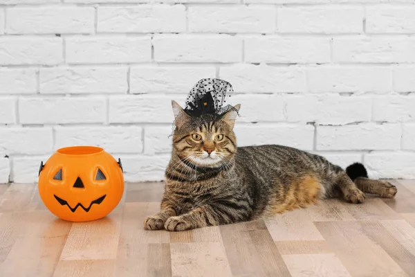 Tabby cat with witch hat — Stock Photo, Image