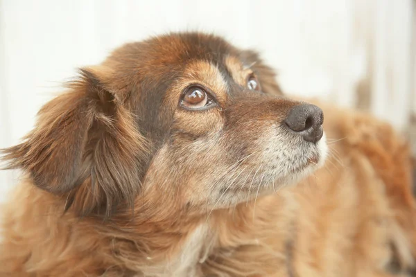 Cão bonito sem-teto — Fotografia de Stock