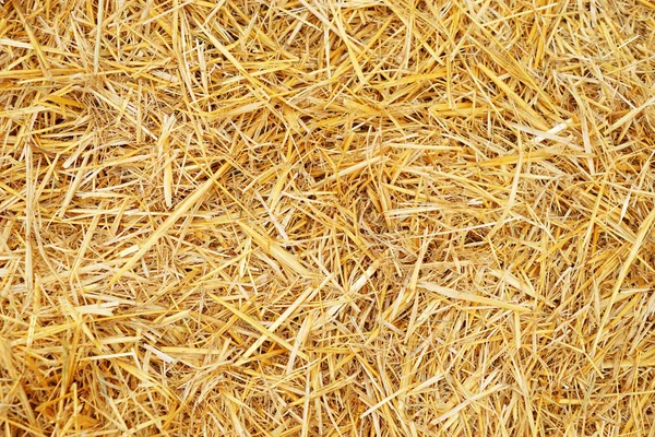 Dry straw texture — Stock Photo, Image