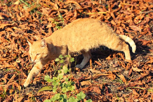 Red cat and autumn leaves — Stock Photo, Image