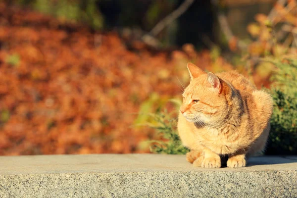 Червона Кішка Осінньому Парку — стокове фото