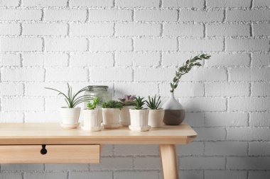 Succulents ahşap tablo 