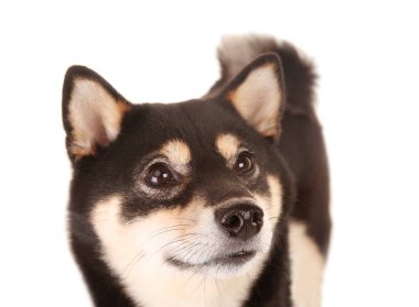 Japon shiba Inu köpek 