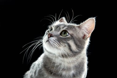 şirin komik kedi