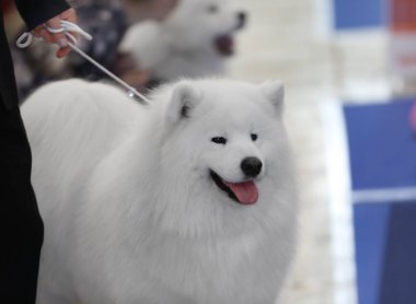 sevimli samoyed köpek