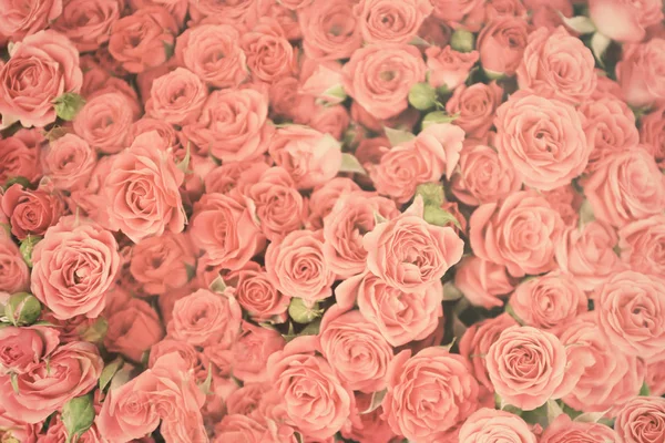 Beautiful pastel roses