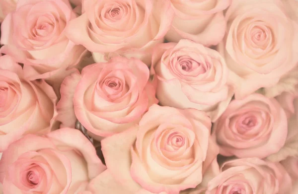 Beautiful pastel roses — Stock Photo, Image