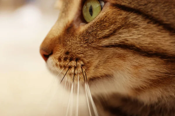 Grey tabby cat — Stock Photo, Image