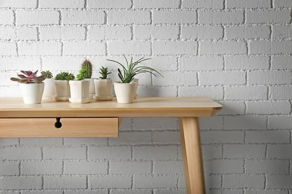 Succulents and cactus on wooden table — Stock Photo, Image