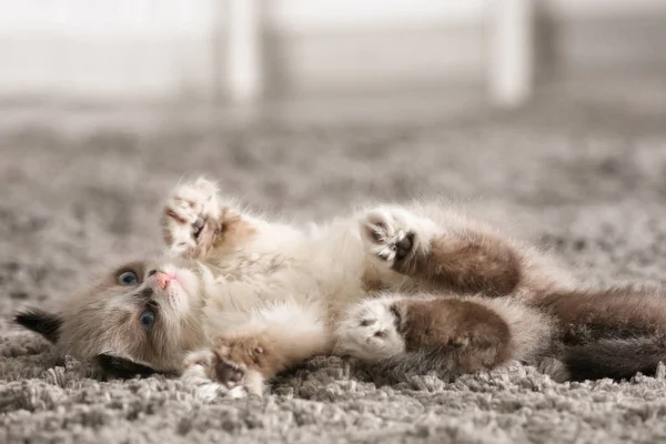 Cute little kitten — Stock Photo, Image