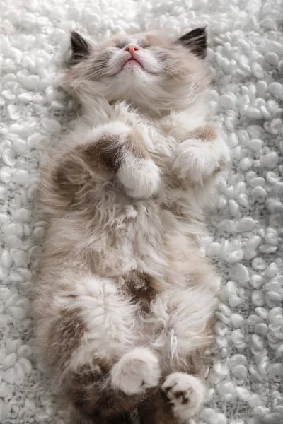 Cute little kitten — Stock Photo, Image