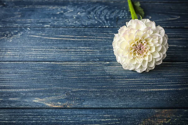 Linda flor dahlia — Fotografia de Stock