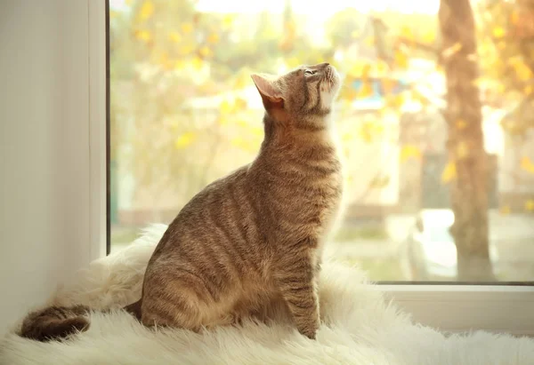 Cute cat on windowsill — Stock Photo, Image