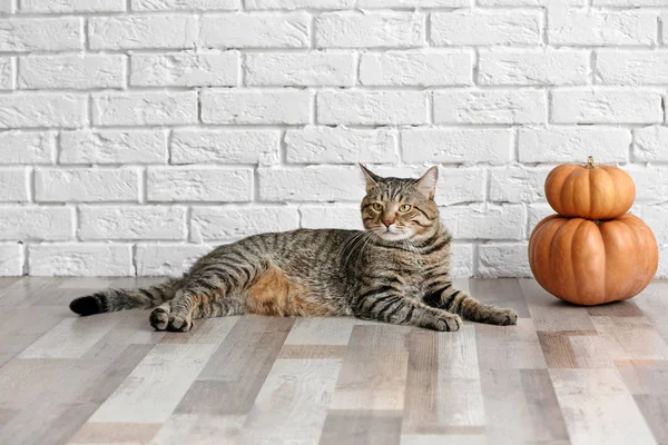 カボチャとかわいいトラ猫 — ストック写真