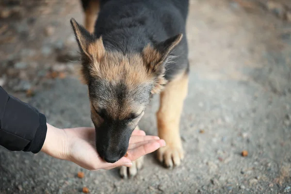 Feeding stray dog — Stock Photo, Image