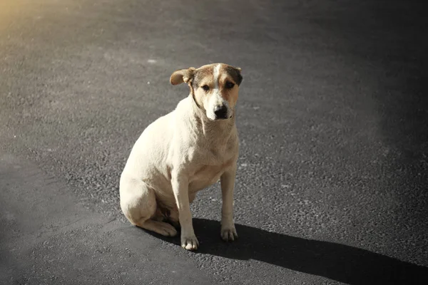 Cão sem-teto na rua — Fotografia de Stock