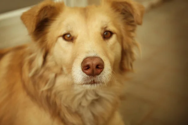 Cane senzatetto sulla strada — Foto Stock