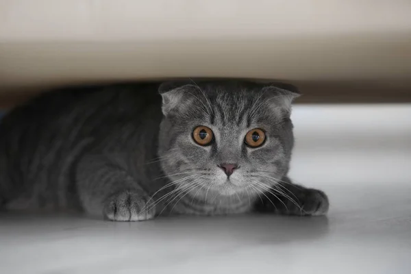 แมวตลกน่ารัก — ภาพถ่ายสต็อก