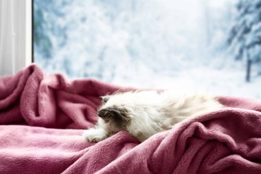 sevimli kedi closeup