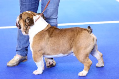 Sahibi ile şirin komik bulldog 