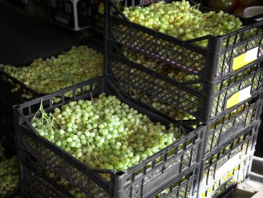 Plastik kasa içinde taze üzüm 