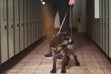 Uyuşturucu arayan köpek.