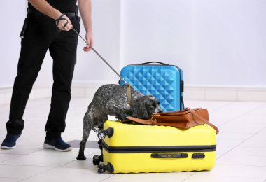 Uyuşturucu arayan köpek.