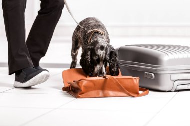 Uyuşturucu arayan köpek.