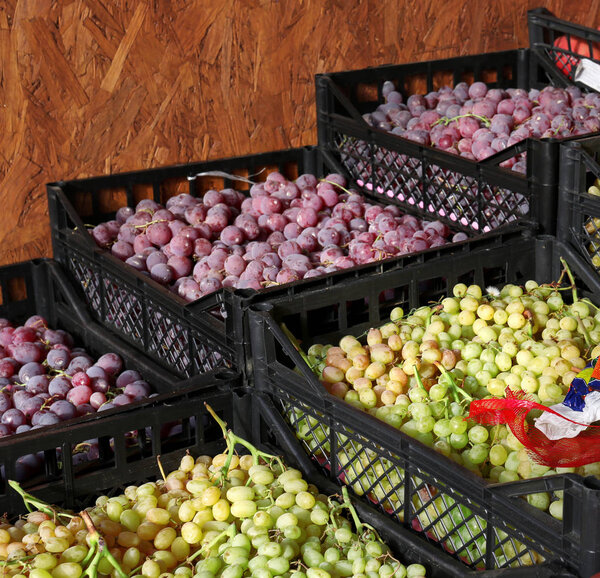 Fresh grapes in plastic crates