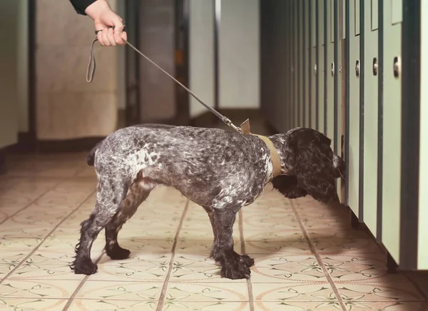 Uyuşturucu arayan köpek.