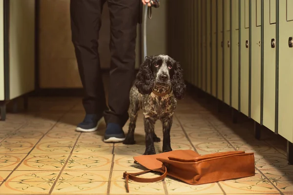 Uyuşturucu arayan köpek. — Stok fotoğraf