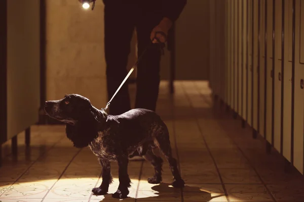 Dog looking for drugs — Stock Photo, Image