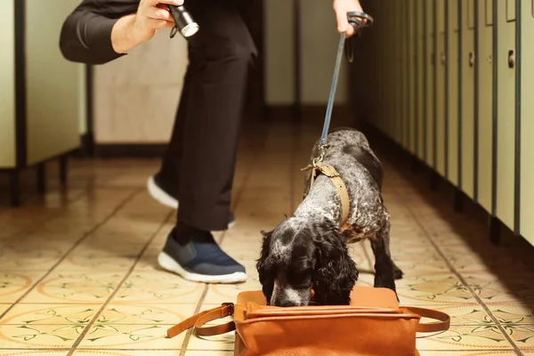 Uyuşturucu arayan köpek.