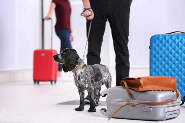 Cão à procura de drogas — Fotografia de Stock