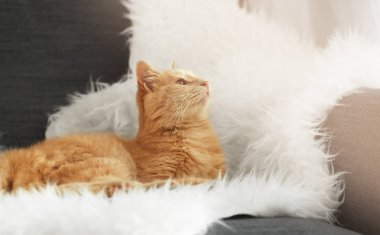 Tatlı kedi yalan söylüyor.