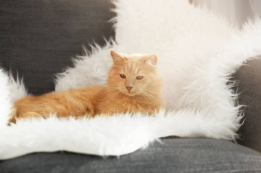 Tatlı kedi yalan söylüyor.