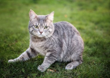 sevimli kedi closeup