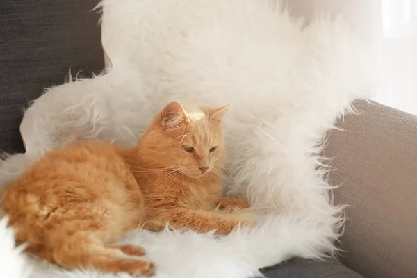 Милий кіт лежачи — стокове фото